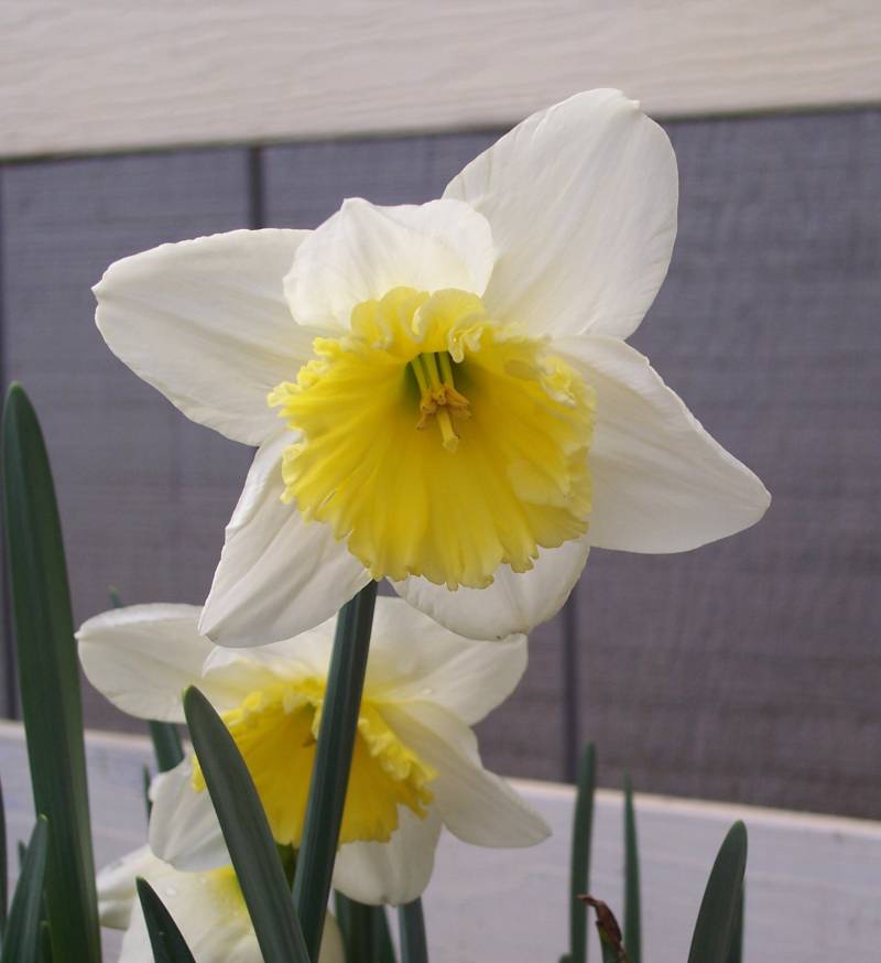 [daffodil.jpg]