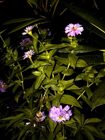 [flowering+fuschias.JPG]