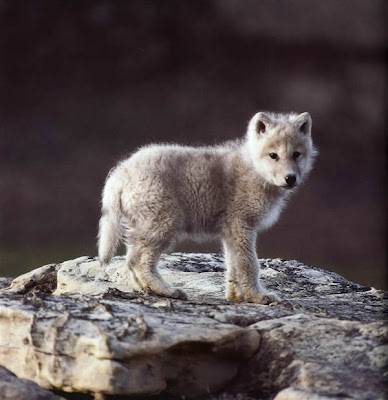 Cute wolf cub. Shockingly cute. So cute I might die just looking at it. Cute cute cute cute cute.