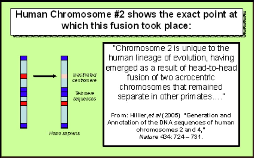 [Chimp+Genome+Argument+3.BMP]