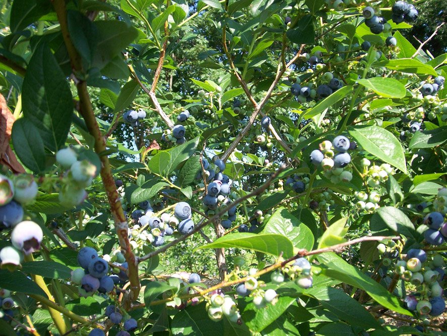 [blueberries+on+steroids.jpg]