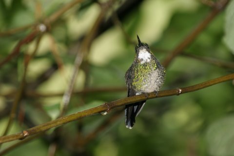 [colibríes+20jpg.jpg]