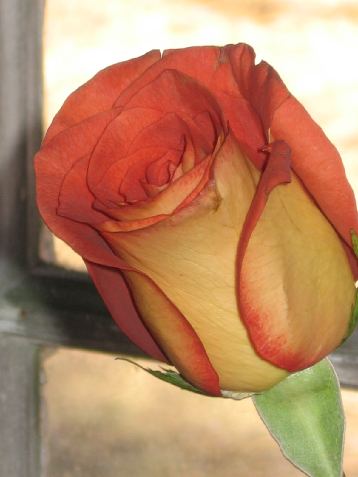[Close+up+of+red-orange+rose+from+Cary.JPG]