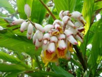 Gengibre (Flores)