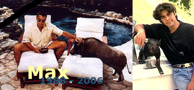 [2006-12-05+Clooney+Schwein.JPG]