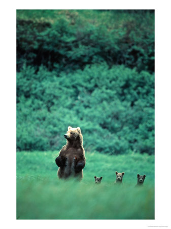 [BN21151_1~Brown-Bear-and-Cubs-Mikfik-Creek-U-S-A-Posters.jpg]