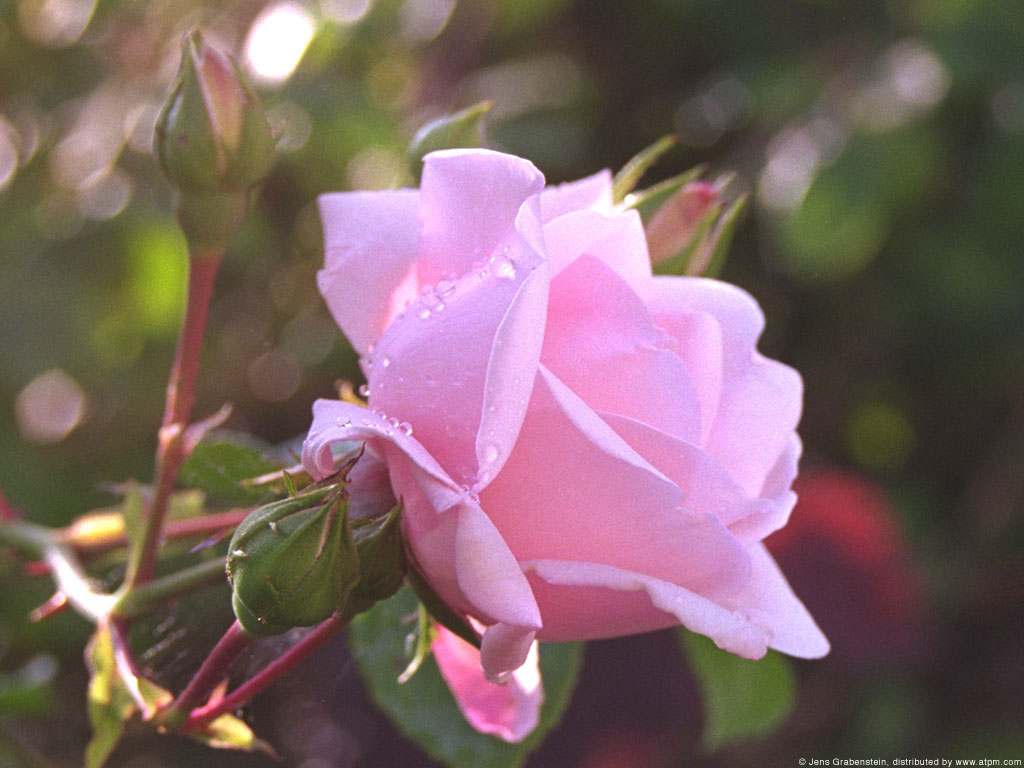 [rose-close-up.jpg]