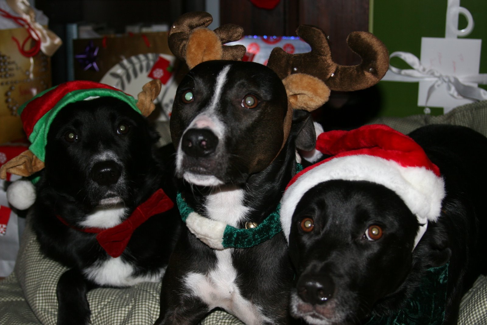[Doggie+Christmas+2007+042.jpg]