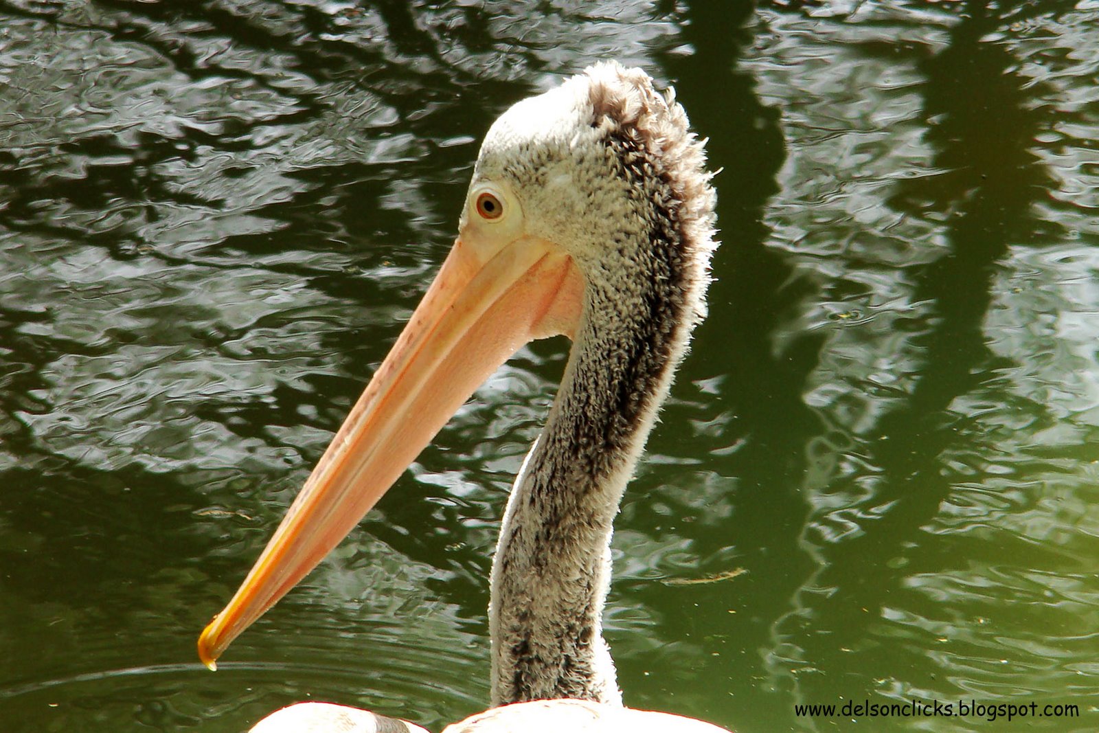 [spot+billed+pelican+closeup.jpg]