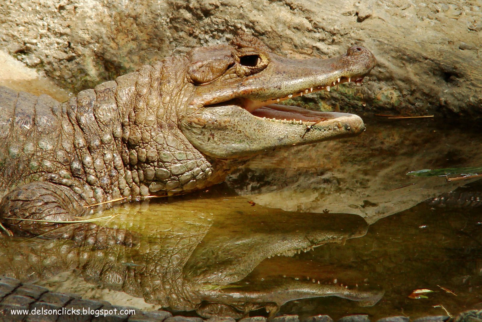 [Cayman+Crocodile.jpg]