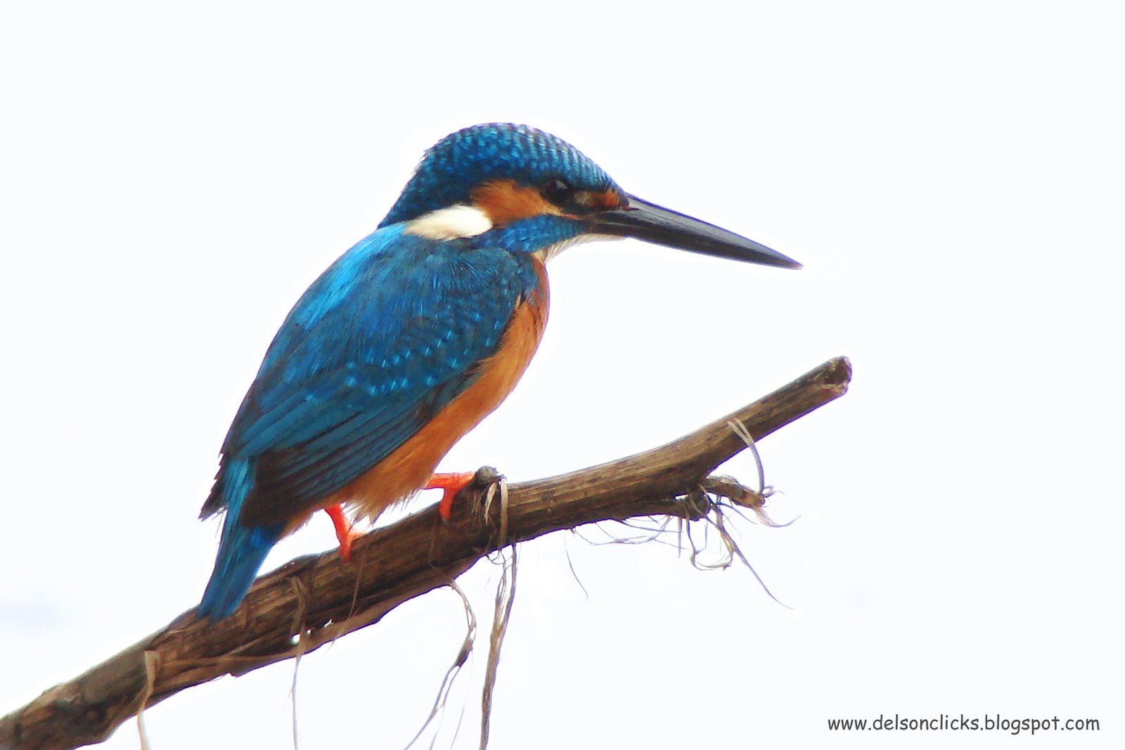 [Small+blue+Kingfisher+closeup.jpg]