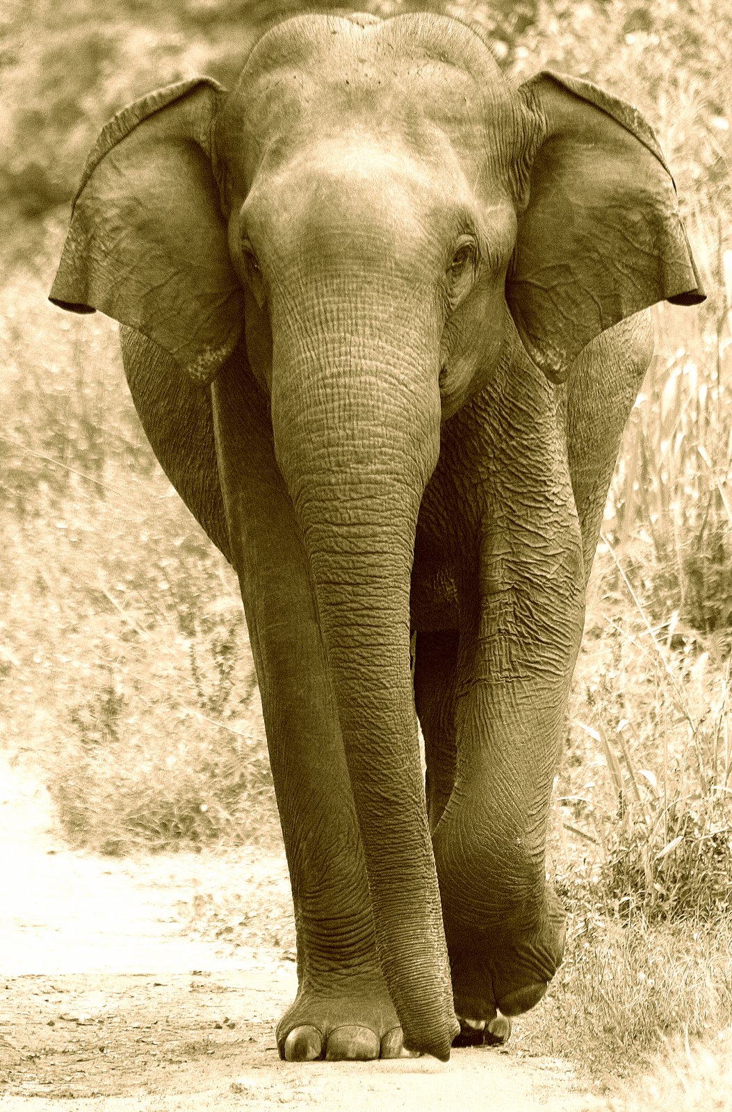 [Elephant2.jpg]