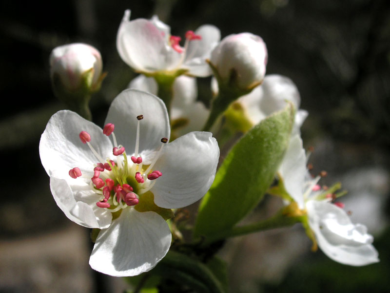 [pear-blossom.jpg]