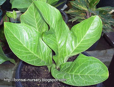 Site Blogspot  Tips  Gardening on Jenmanii Jaipong   Adenium  Bonsai  Gardening Tips And Flower Guide