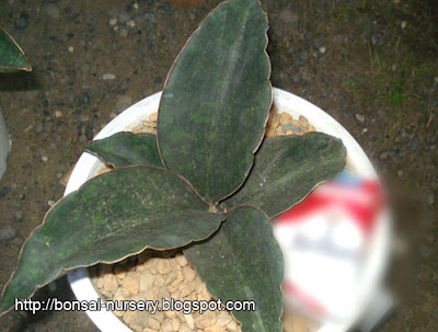 Site Blogspot  Tips  Gardening on Macrophyla   Adenium  Bonsai  Gardening Tips And Flower Guide