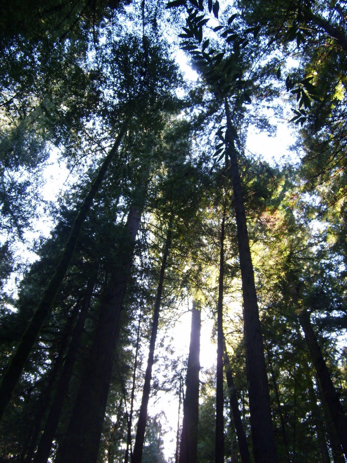 [1_Redwood_Forest03.jpg]
