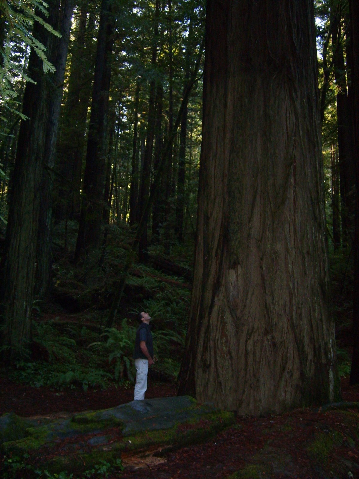 [1_Redwood_Forest02.jpg]