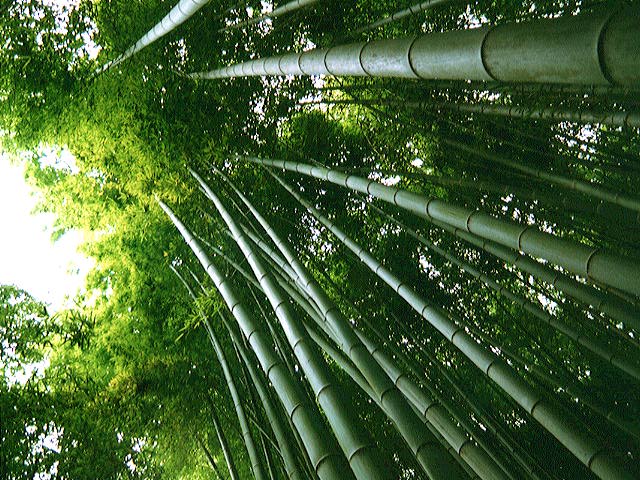 [bambu.jpg]