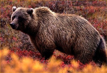 [grizzly-bear-vs-caribou.jpg]