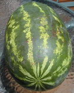 [250px-Vampire_watermelon.jpg]