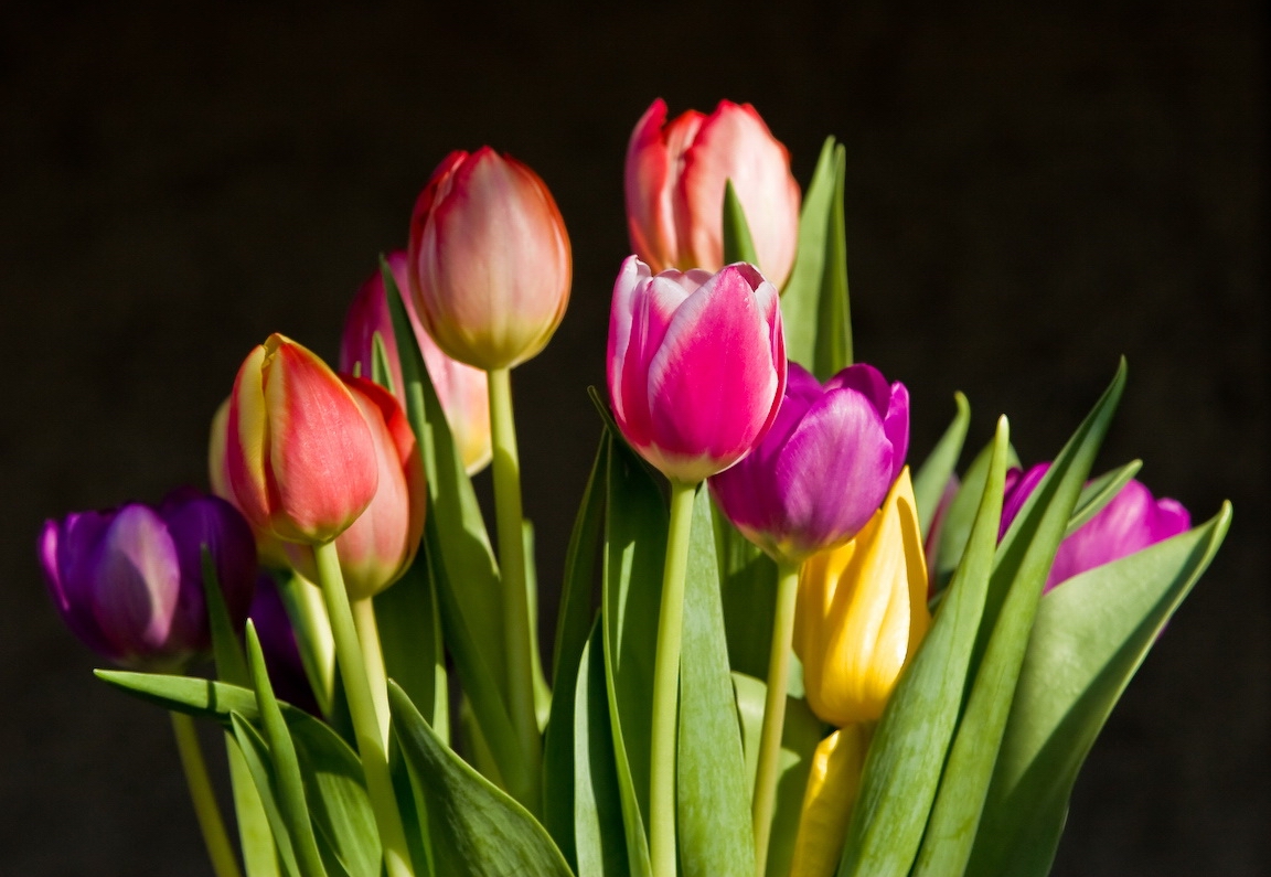 [Tulips-2.jpg]