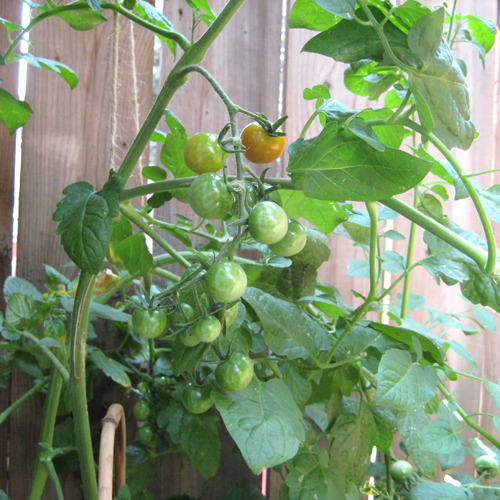 [tomato+garden+aug+6th.jpg]