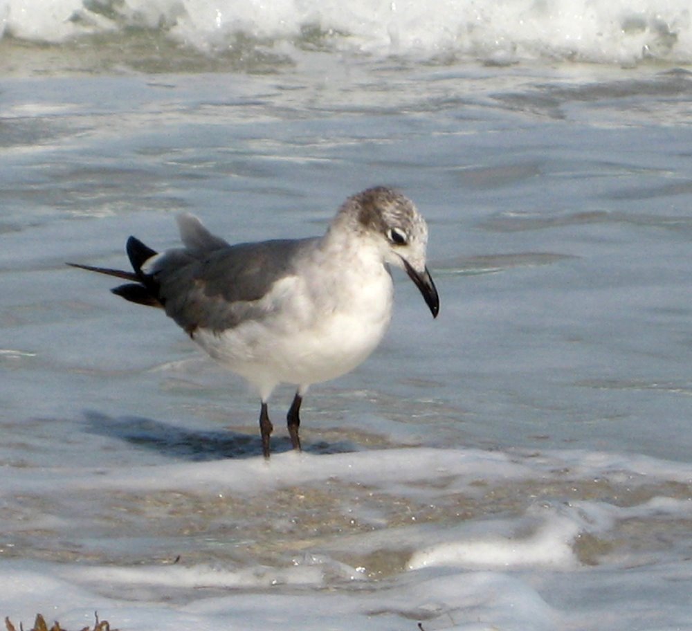 [seagull+looking+into+water+-+florida+bird+photos.jpg]