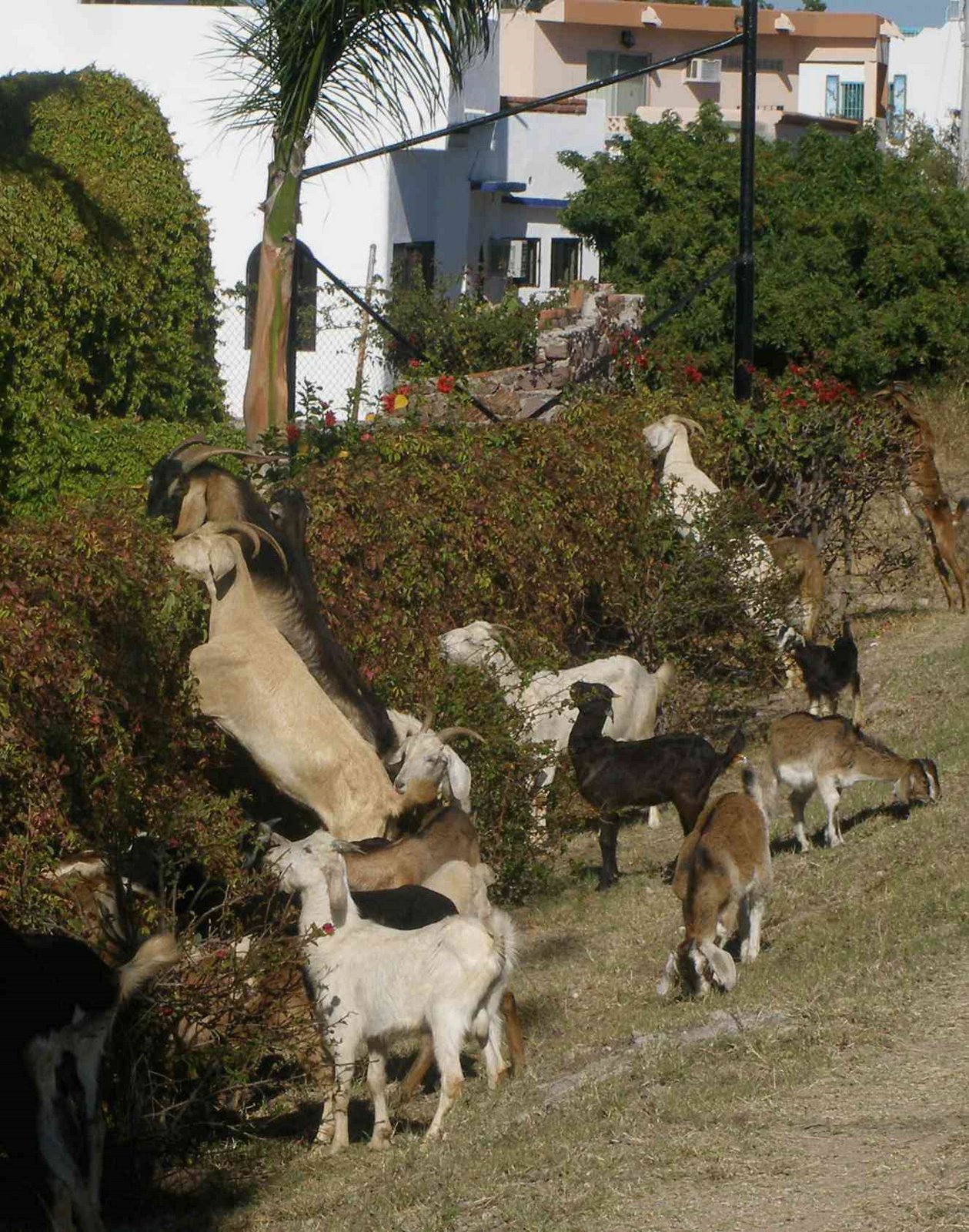 [goats+2.jpg]