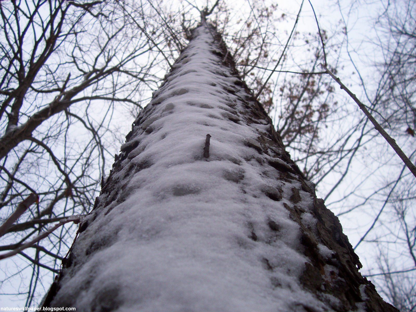 [Looking+Up+A+Frosted+Tree.jpg]
