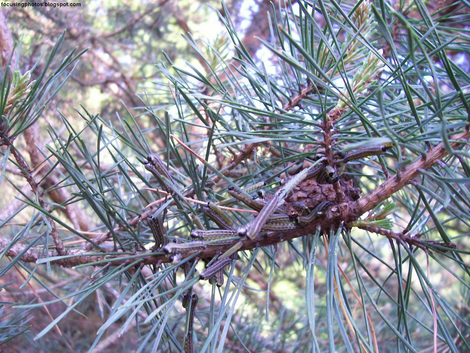 [Pine+Trees+With+Caterpillars.jpg]