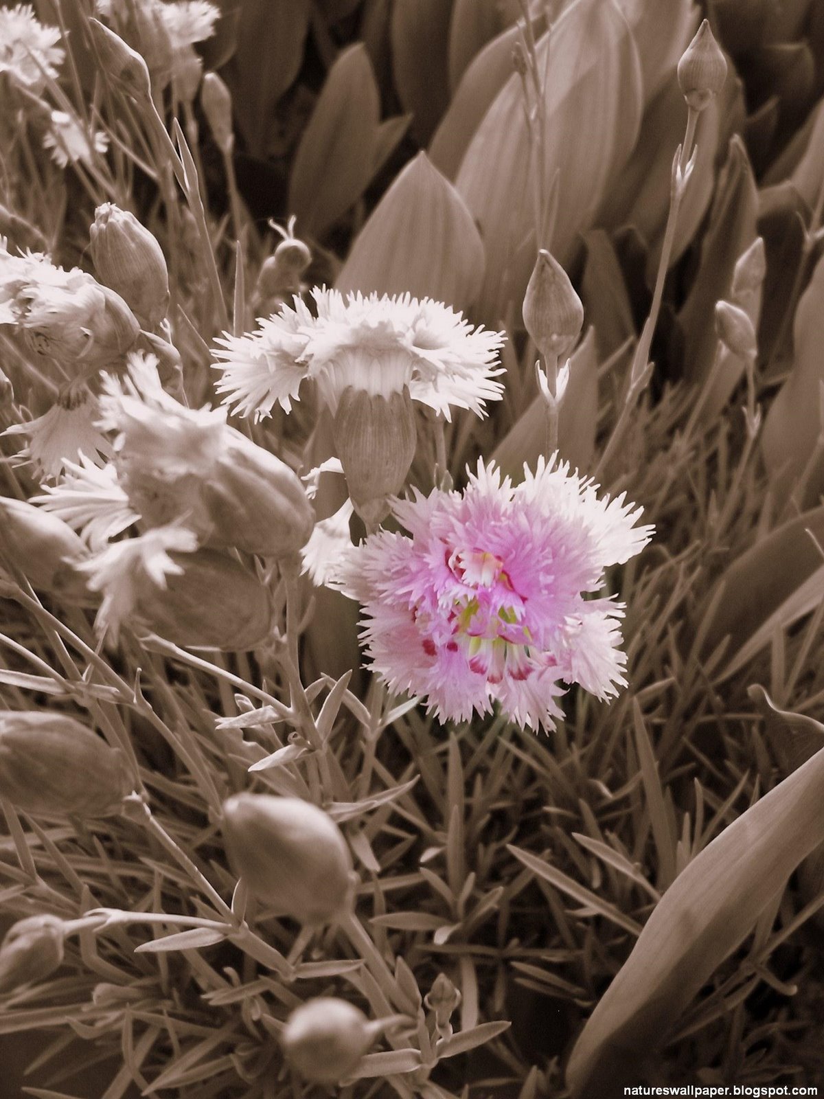 [Pink+Flower+Warmed+Up.jpg]
