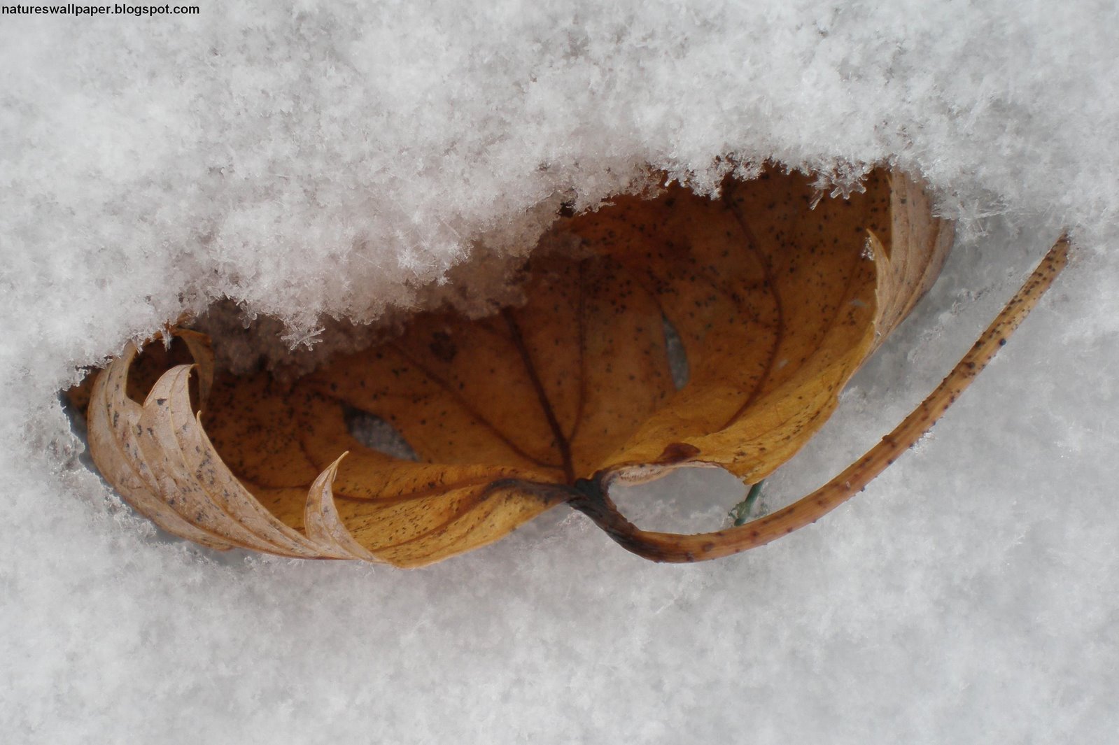 [Leaf+In+Winter.jpg]