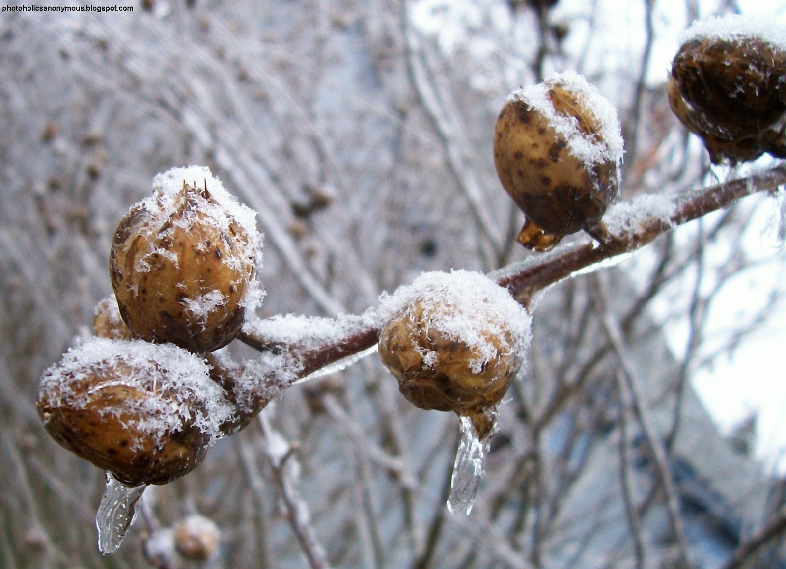 [Rose+Of+Sharon+Pods+With+Snow.jpg]