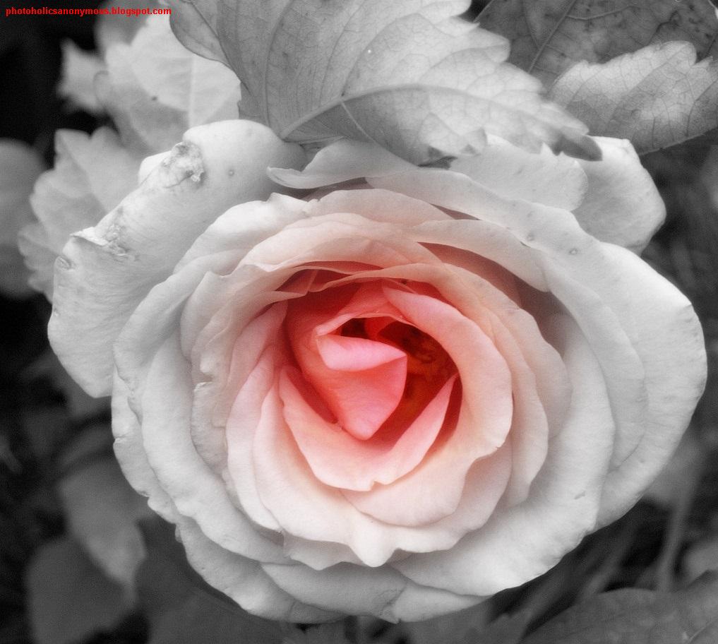 [Black+and+White+Peach+Rose.jpg]