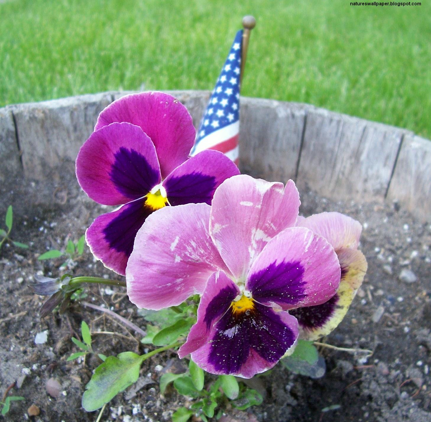 [American+Flag+With+Flowers+In+Front.jpg]