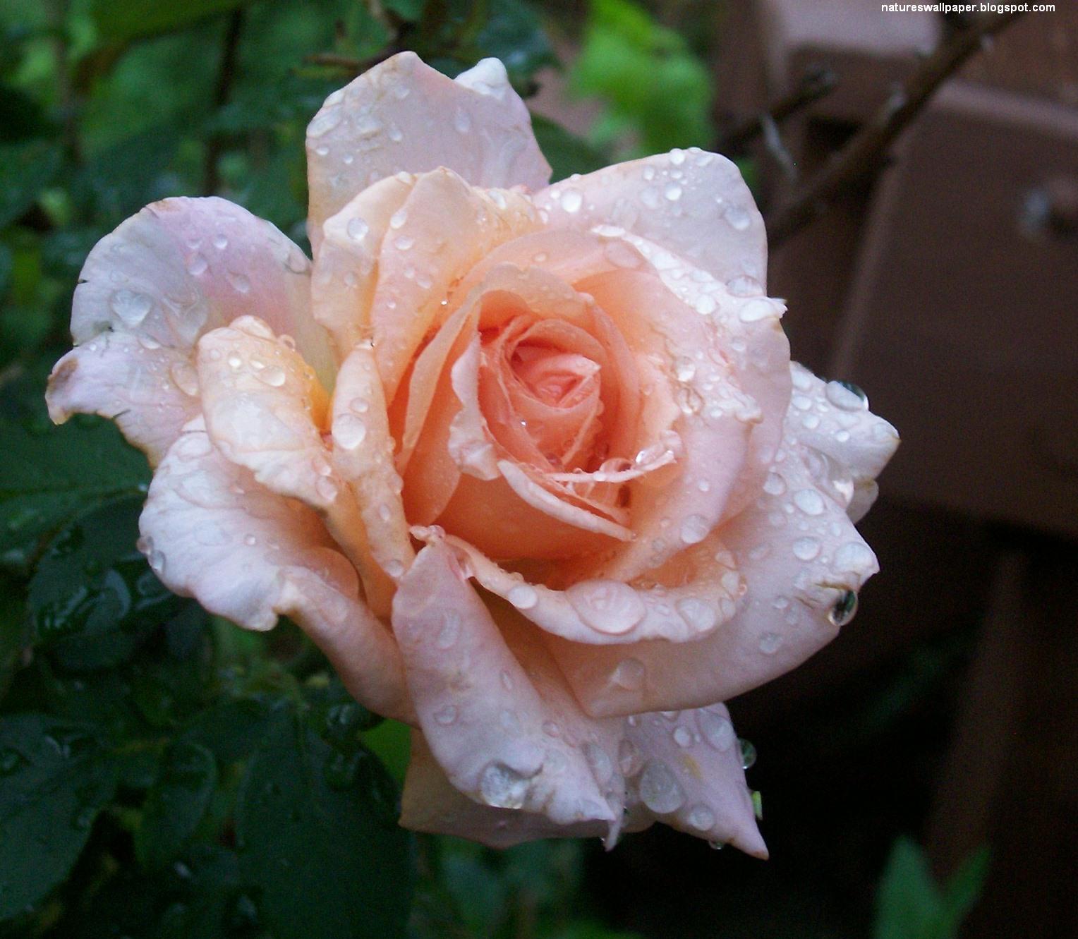 [peach+rose+with+water+droplet.jpg]
