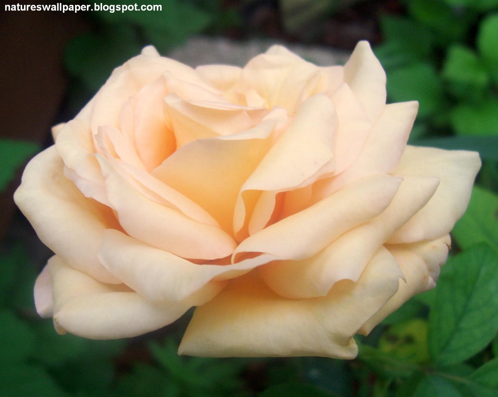 [A+Close+Up+Picture+Of+A+Rose.jpg]