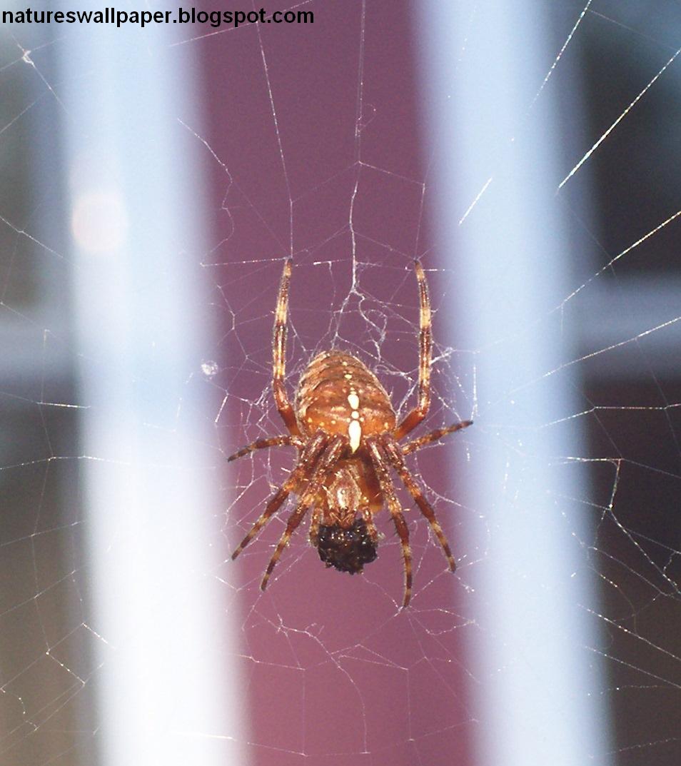 [Spider+Outside+My+House.jpg]