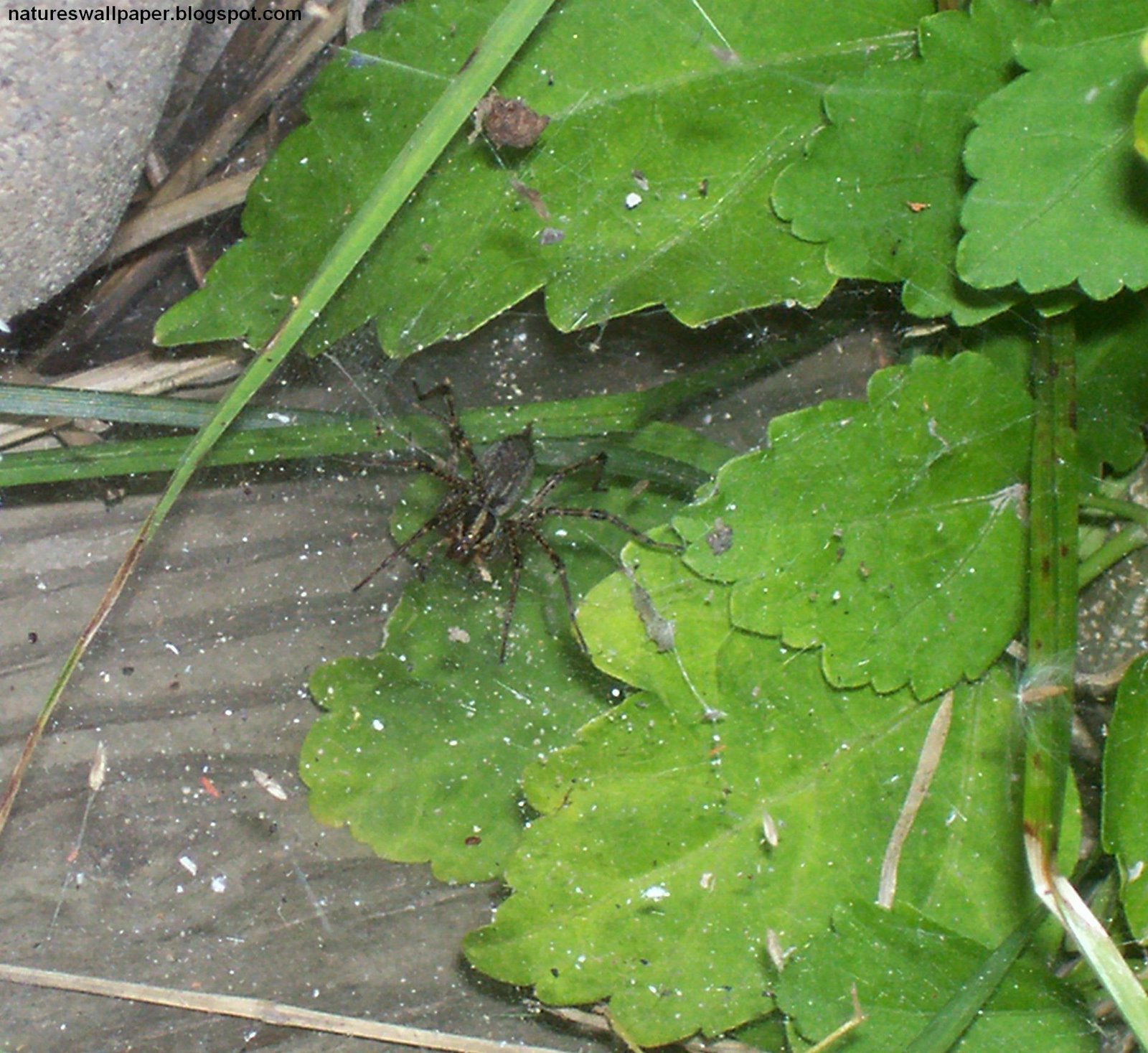 [Spider+Web+In+Plants.jpg]
