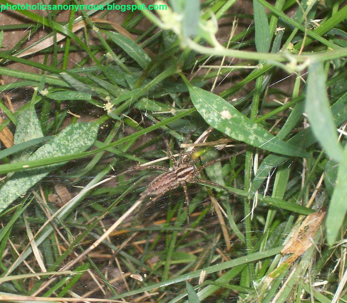 [Spider+Web+in+The+Grass.jpg]