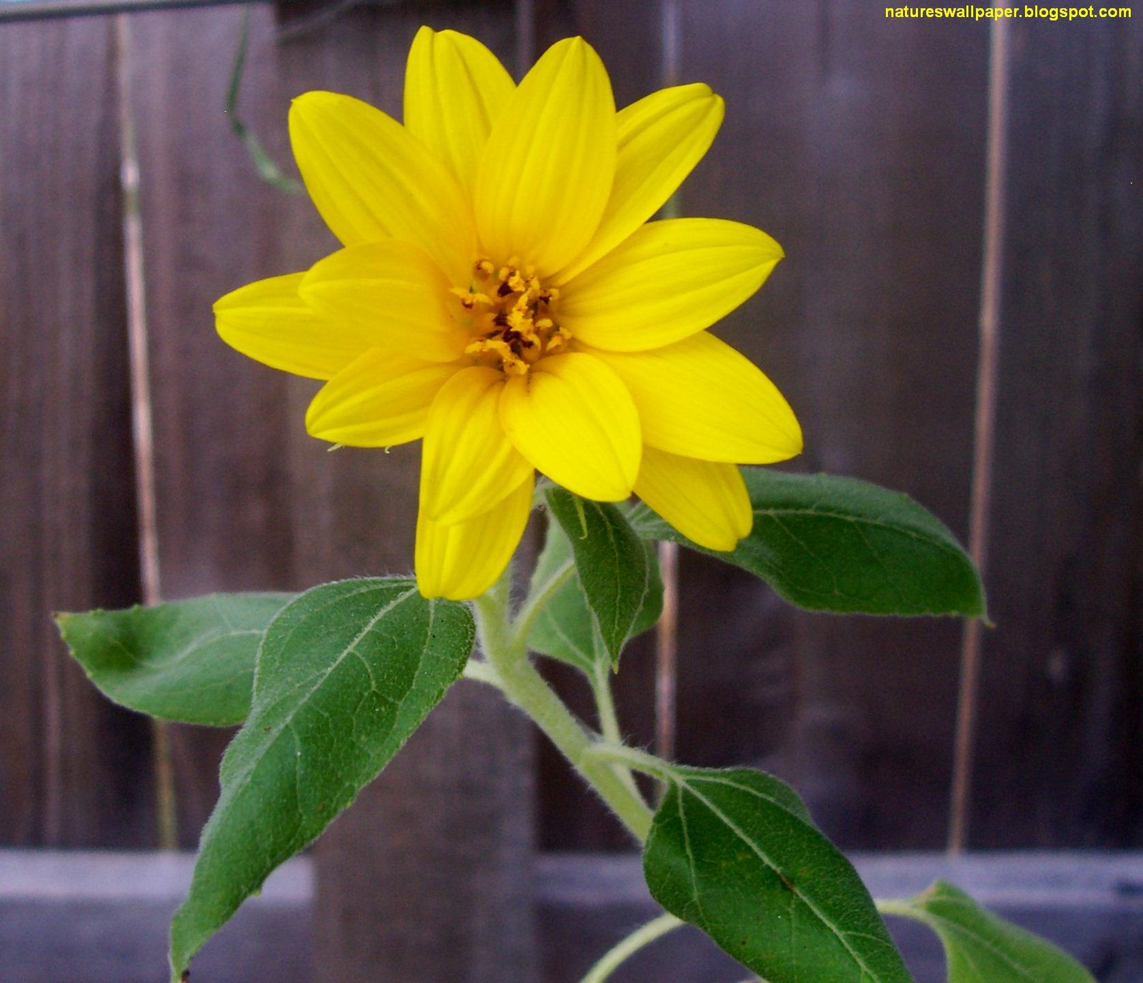 [Mini+Sunflower.jpg]