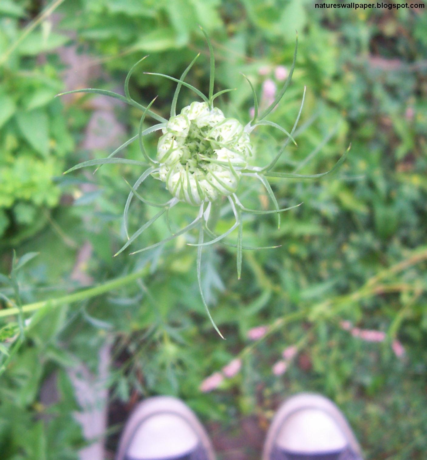 [My+Converses+With+A+Weed+In+Focus.jpg]