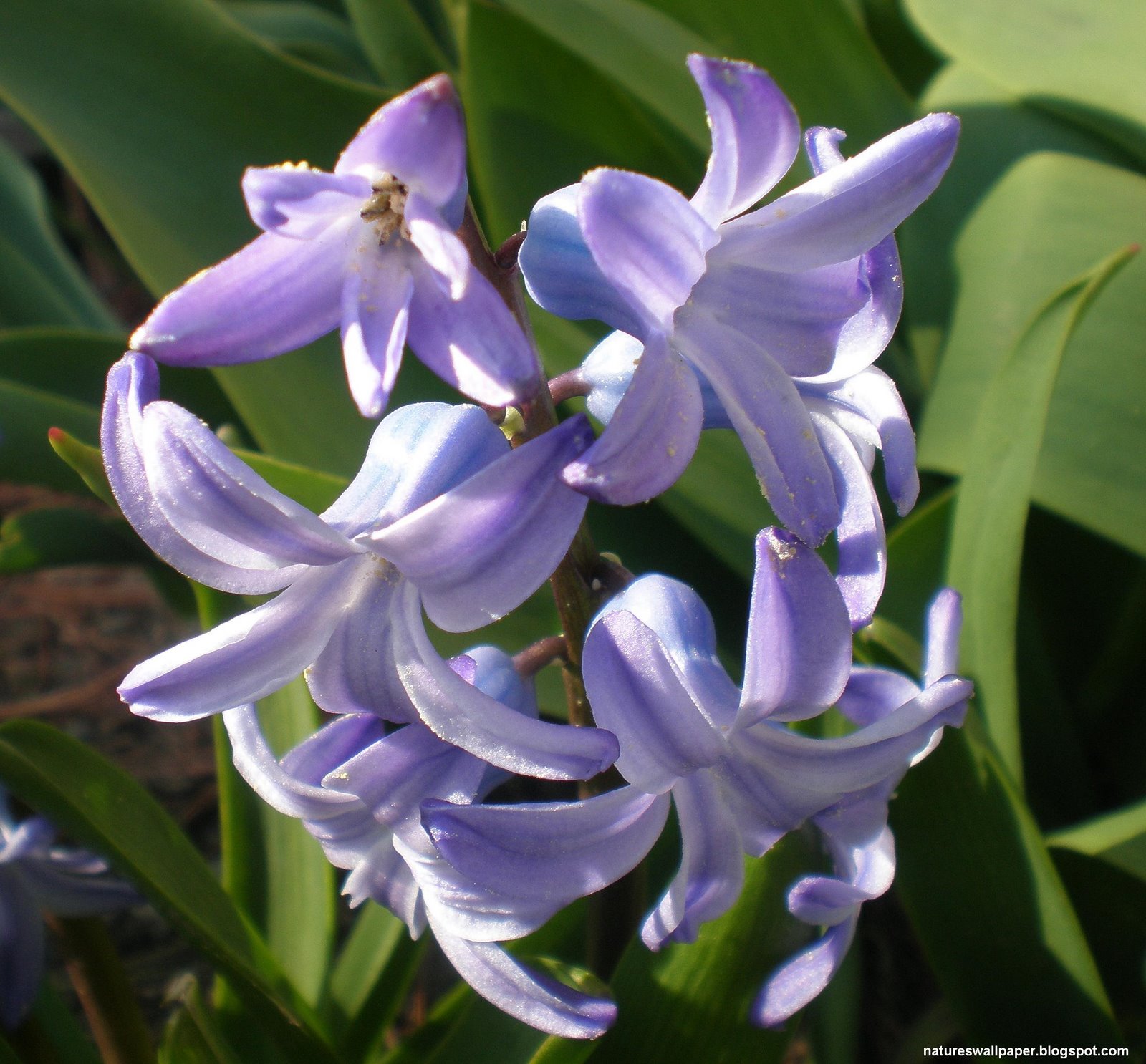 [Purple+Flowers+Of+Spring.jpg]