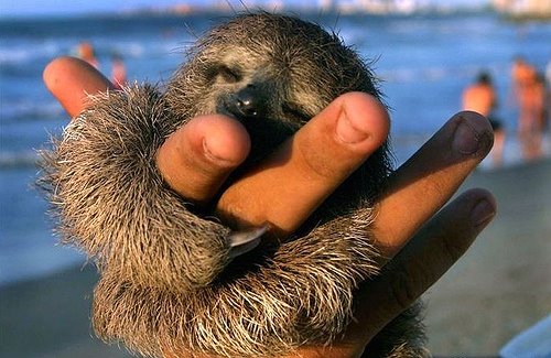 [Sloth+Baby.jpg]
