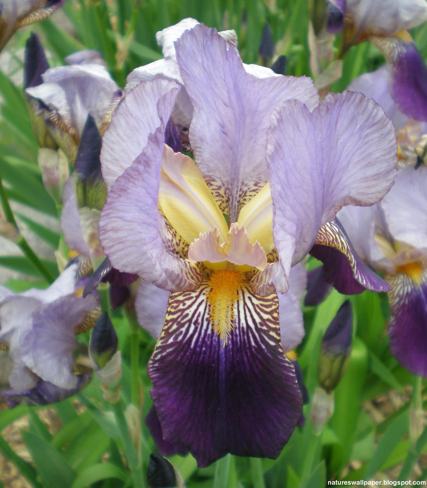 [Purple+Iris+Side+View.jpg]