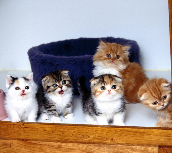 [super+cute+kittens.jpg]