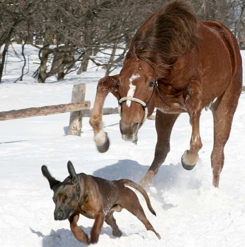 [Horse+Chasing+Dog.jpg]