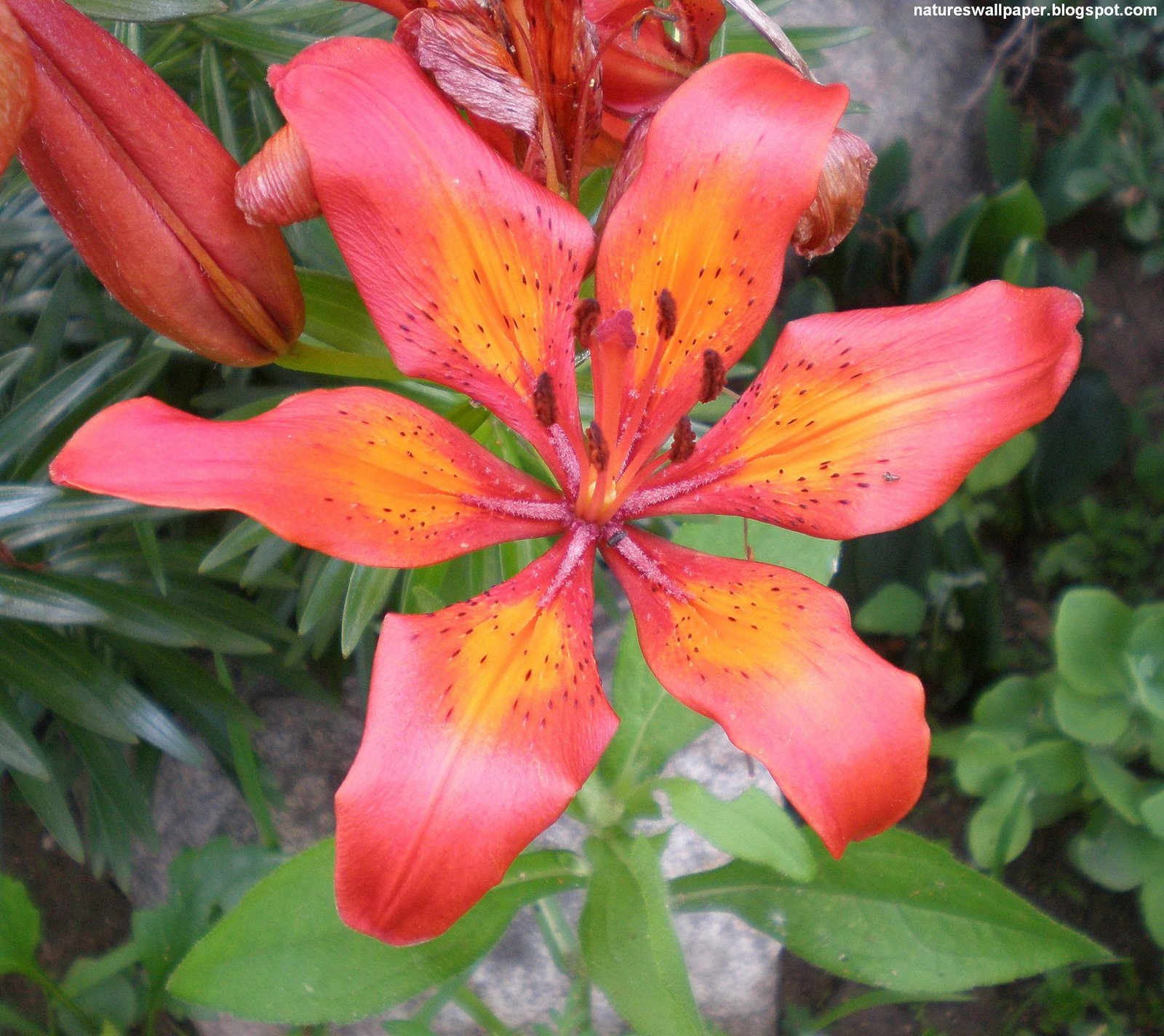 [Orange+Flower+Plant.jpg]