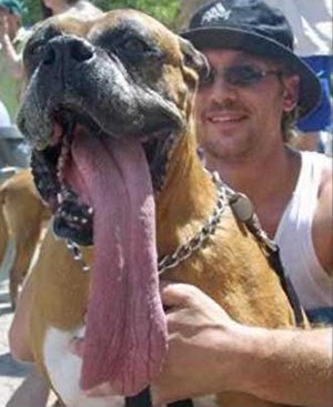 [long+dog+tongue.jpg]