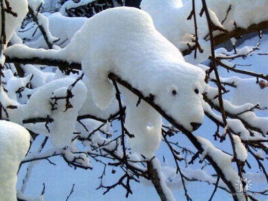 [polar+bear+snow.jpg]